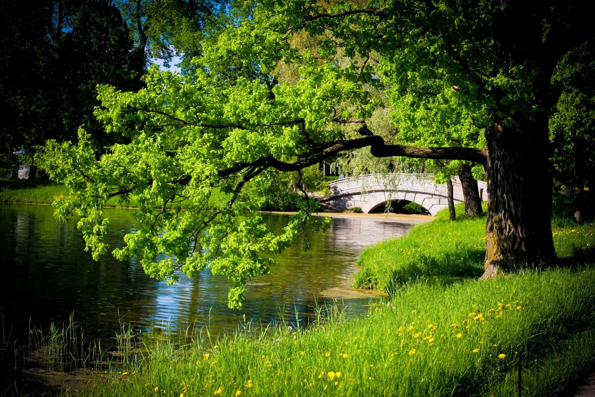 картинки парк реки фото