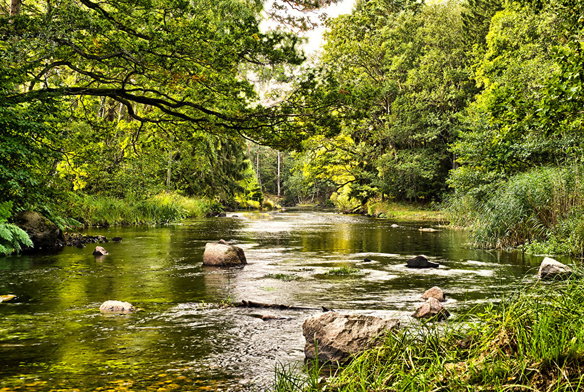 картинки природа лес и речка фото