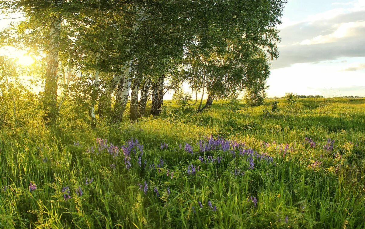 картинки природа лето россии фото