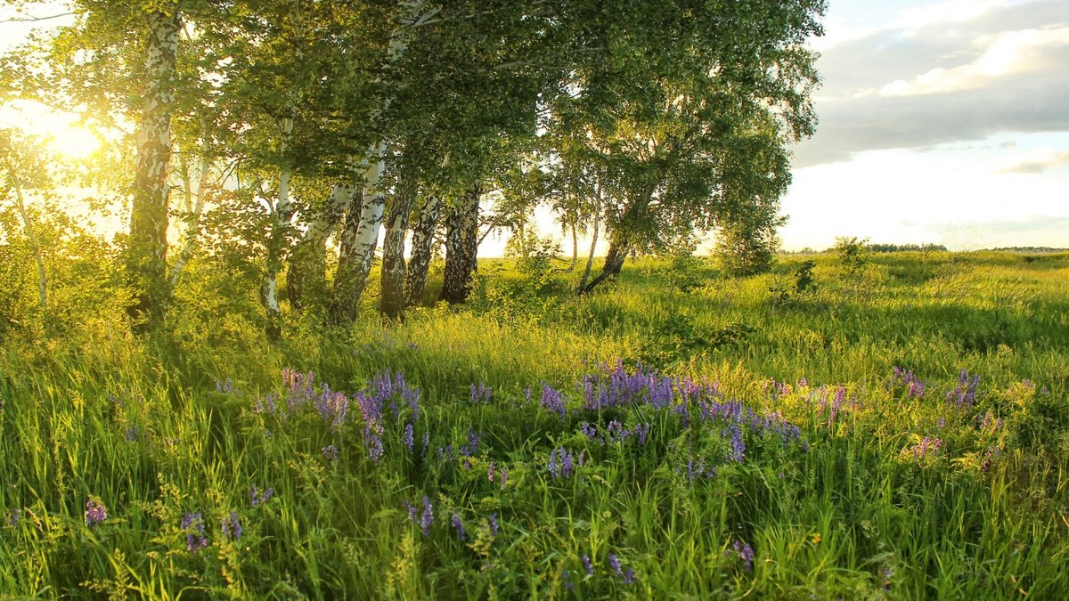 картинки природа лето россии фото