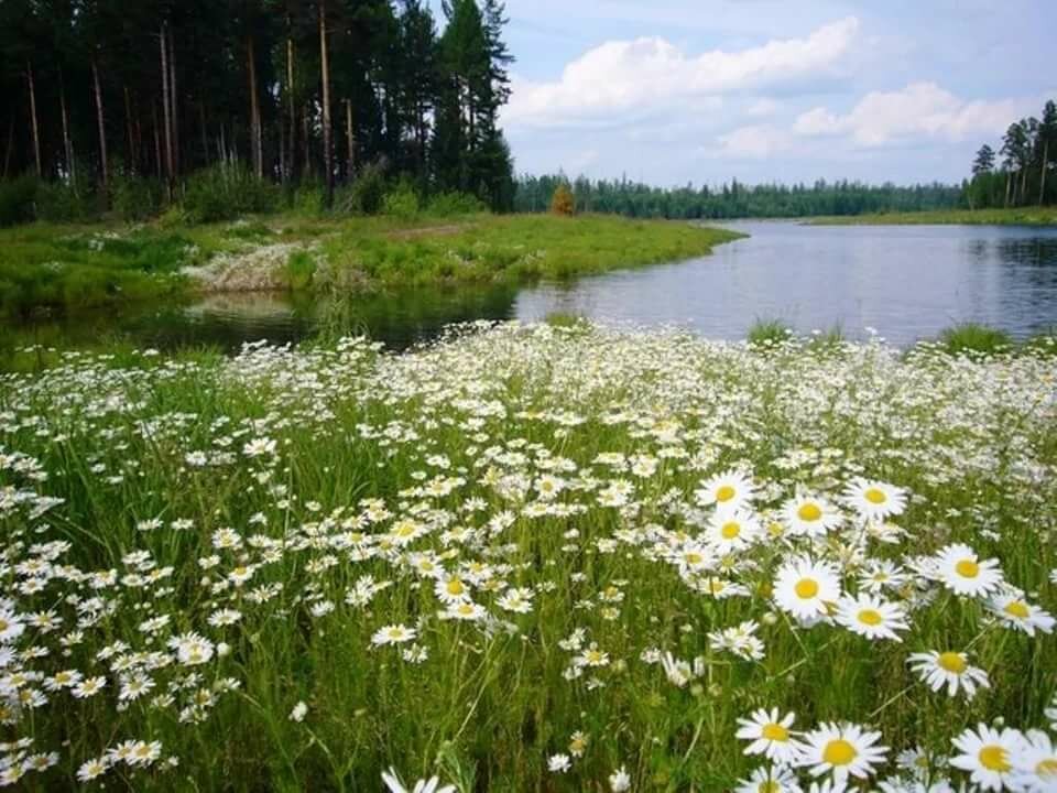 картинки ромашки и озеро фото