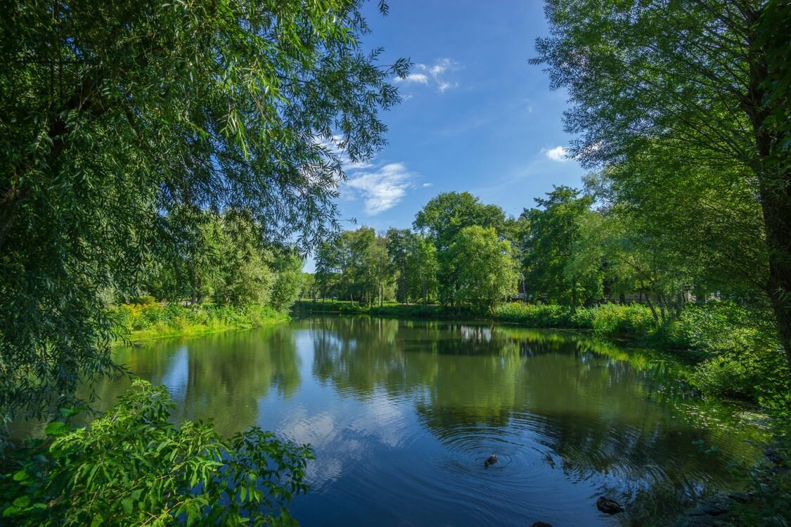 картинки с природой деревья и водоём фото