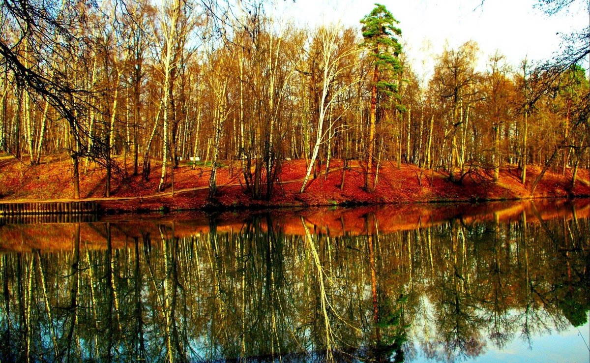 картины осень лес река березы фото