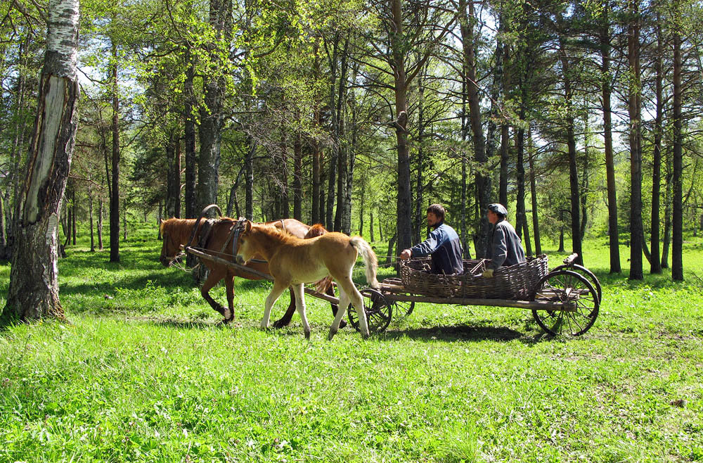 катание на лошадях в повозке фото