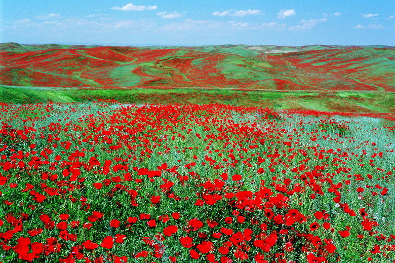 казахстан поле с маками фото