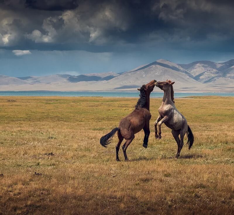 казахстан степь лошади фото