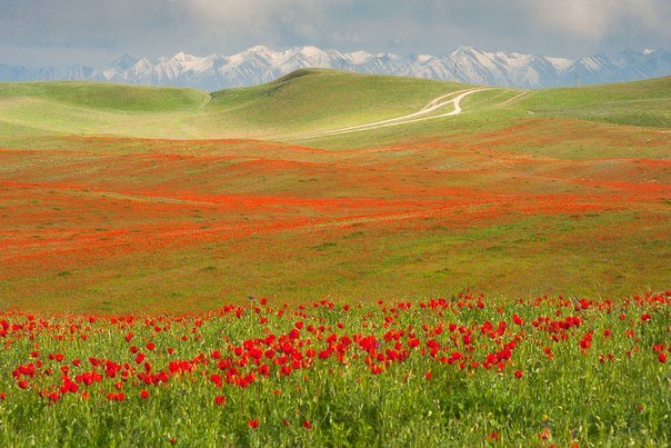 казахстан степи маки фото