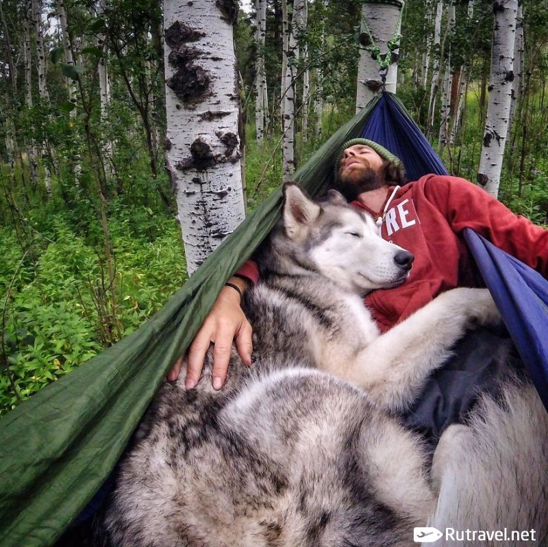 хаски в походе фото