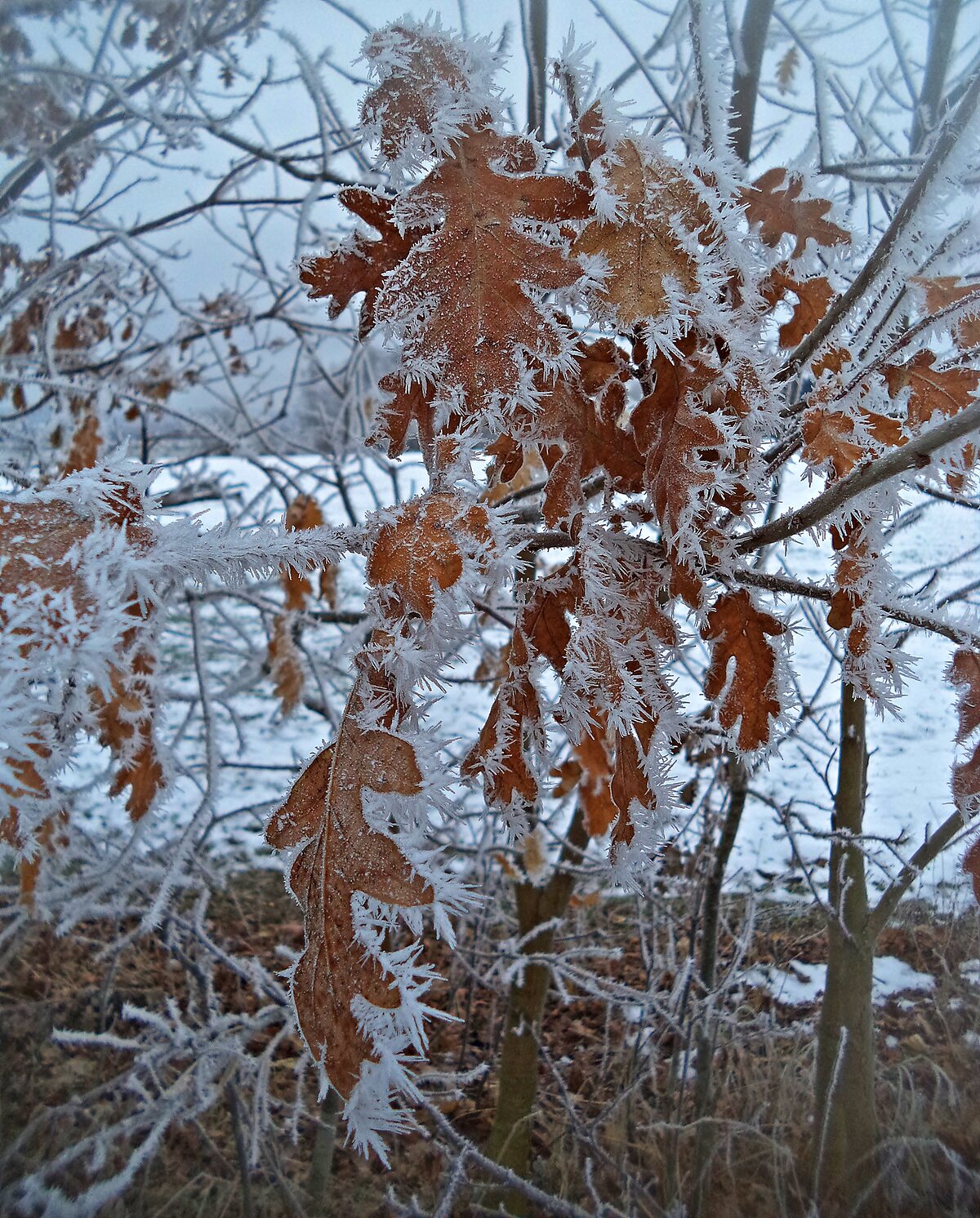 хрупкий иней фото