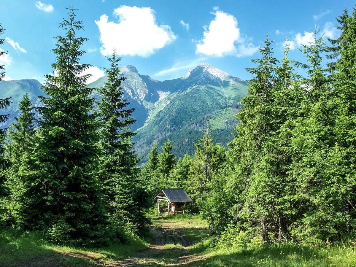 хвойный лес в горах фото