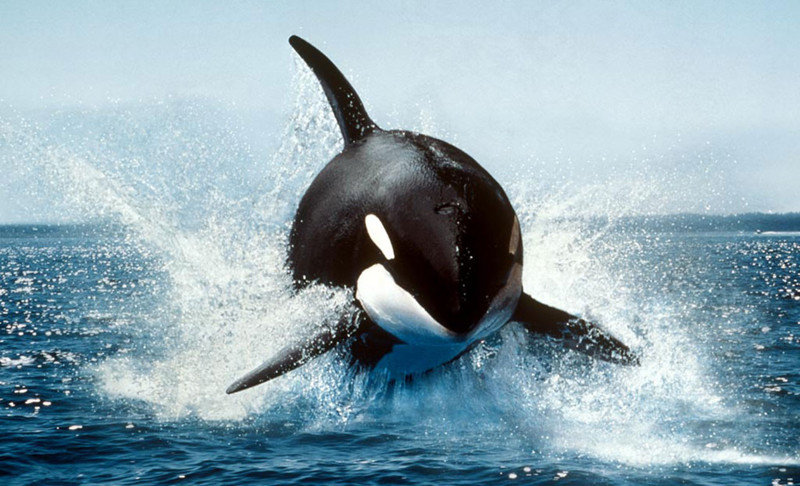 killer whale фото