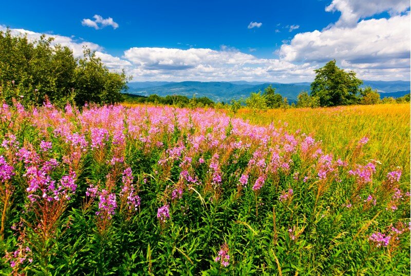 кипрей иван чай фото