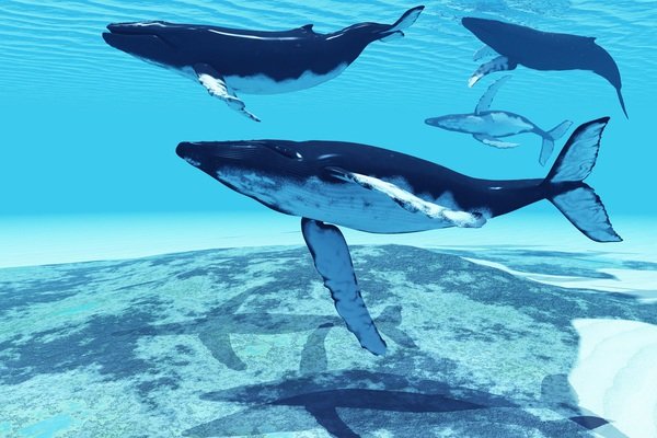 humpback whale фото