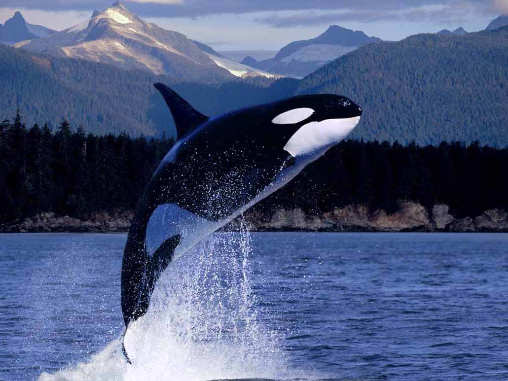 кит касатка фото