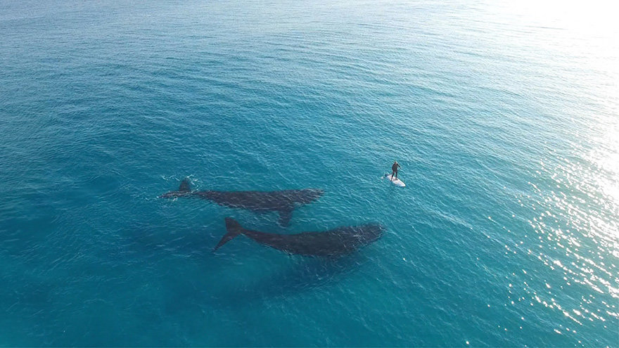 кит вид сверху в море фото