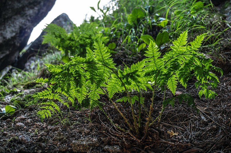 кочедыжник видаля athyrium vidalii фото