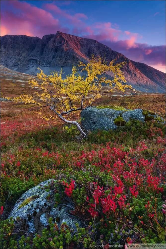 кольская тундра фото