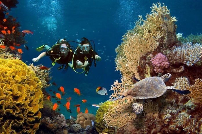 кораллы красного моря дайвинг фото