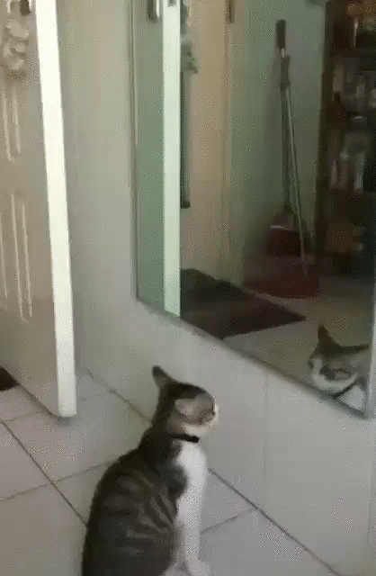 Кошка фото