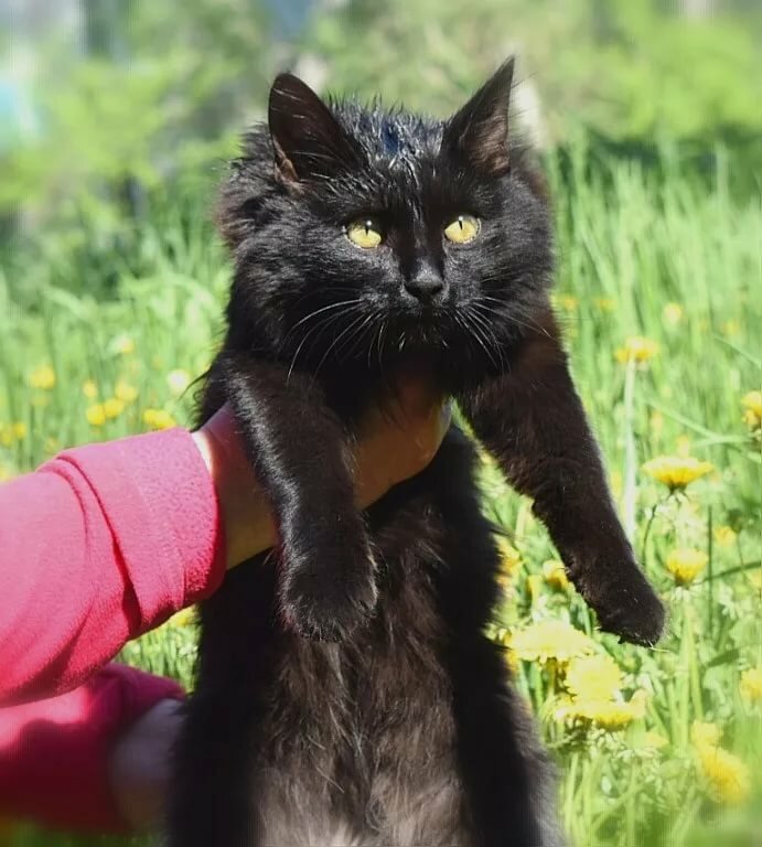 кошка черная фото