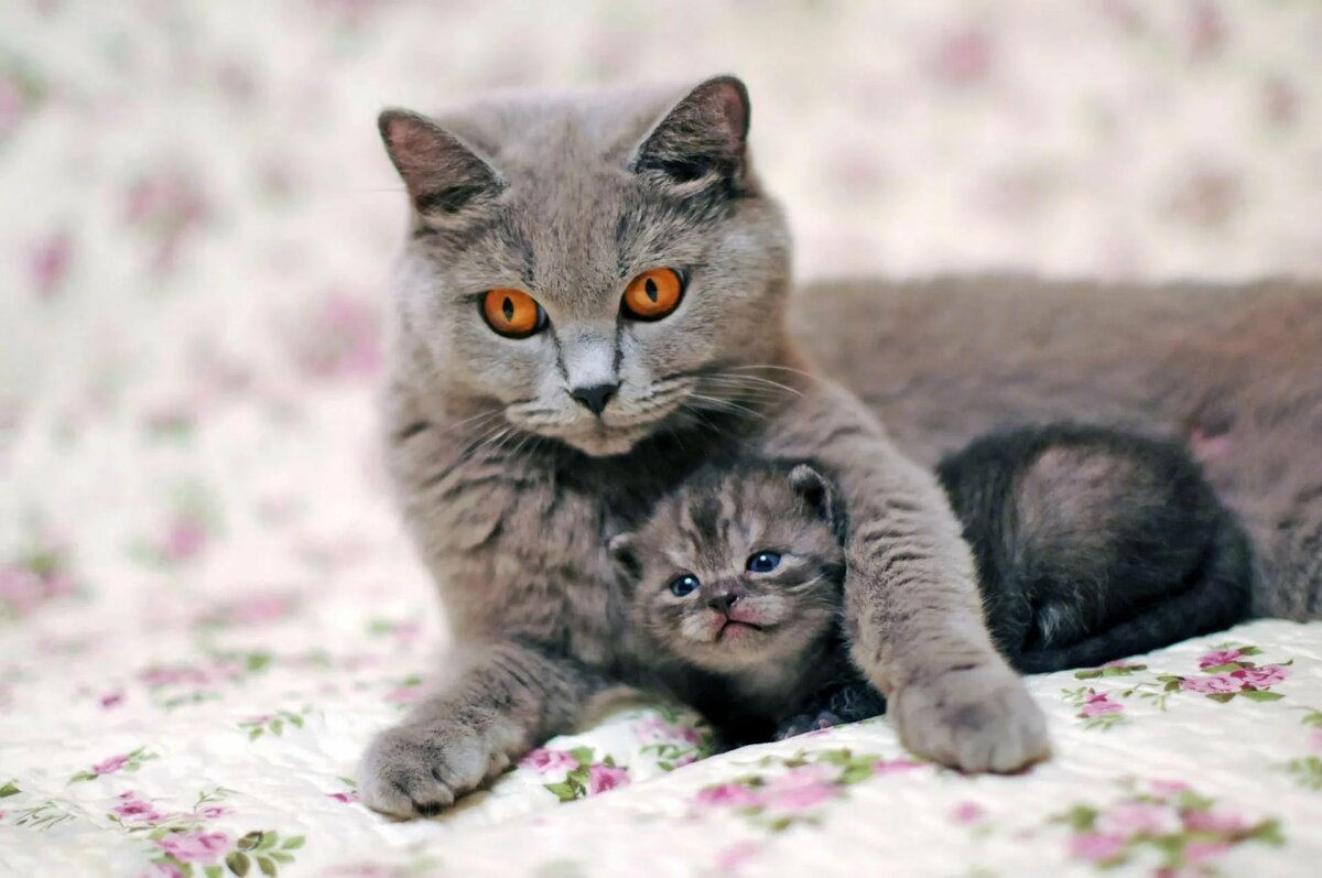 кошка и котенок фото