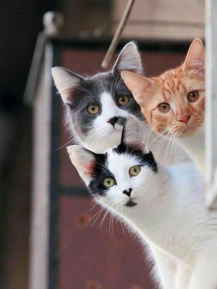 кошка и котенок фото
