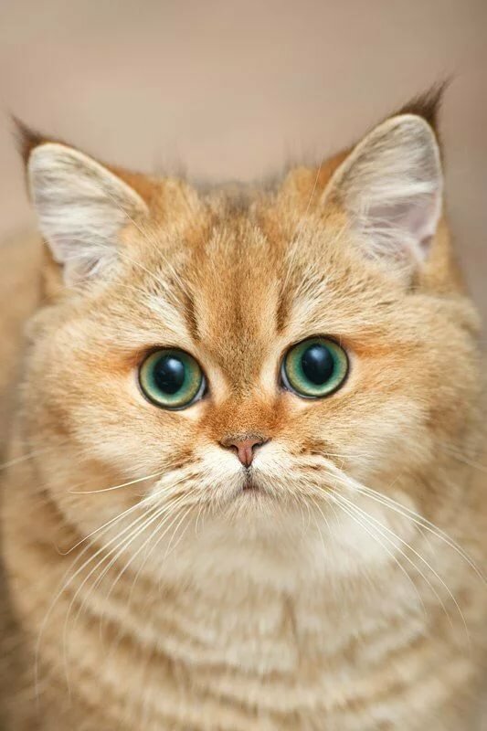кошка кьяра фото