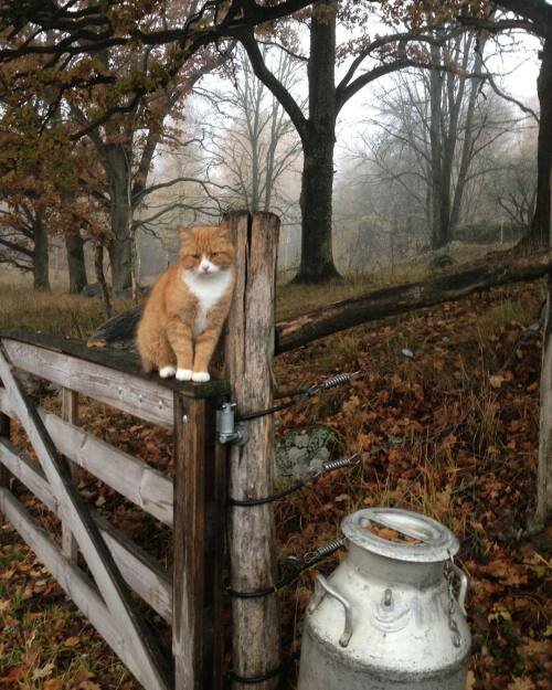 кошка на заборе в деревне фото