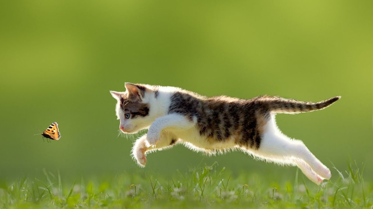 кошка прыгает фото