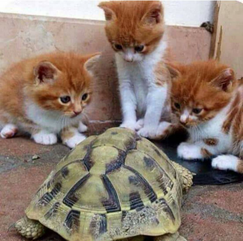 кошка с тремя котятами фото