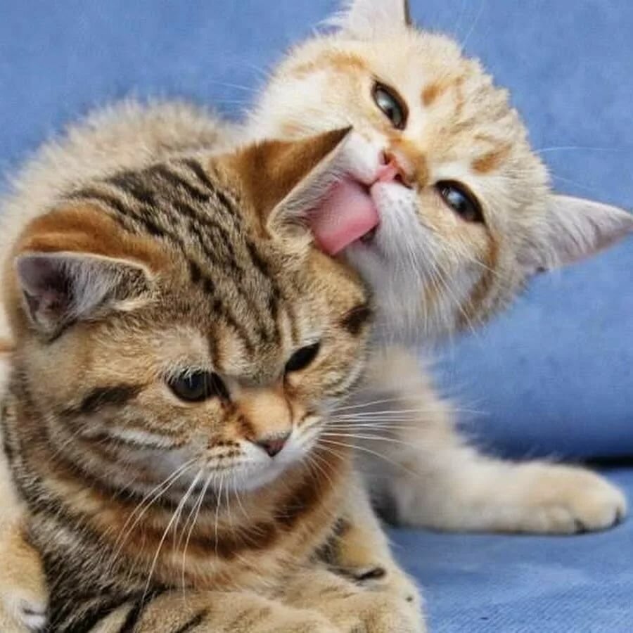 кошки любовь фото