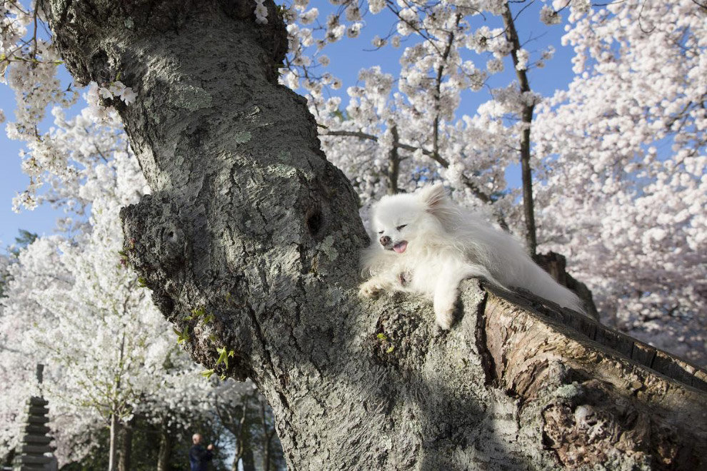 кошки весна дерево фото