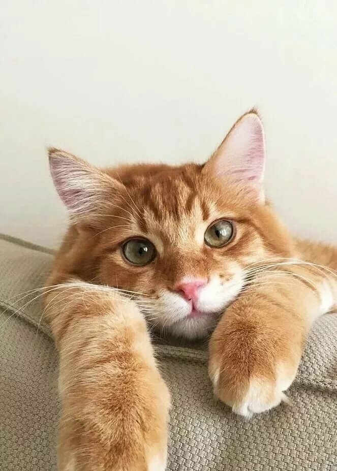 кот милый фото