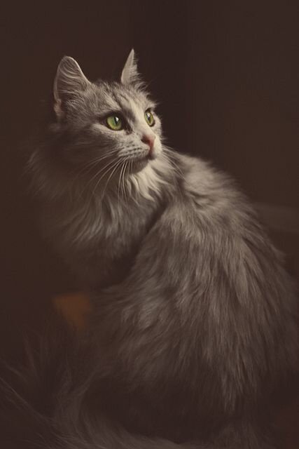 кот нибелунг фото