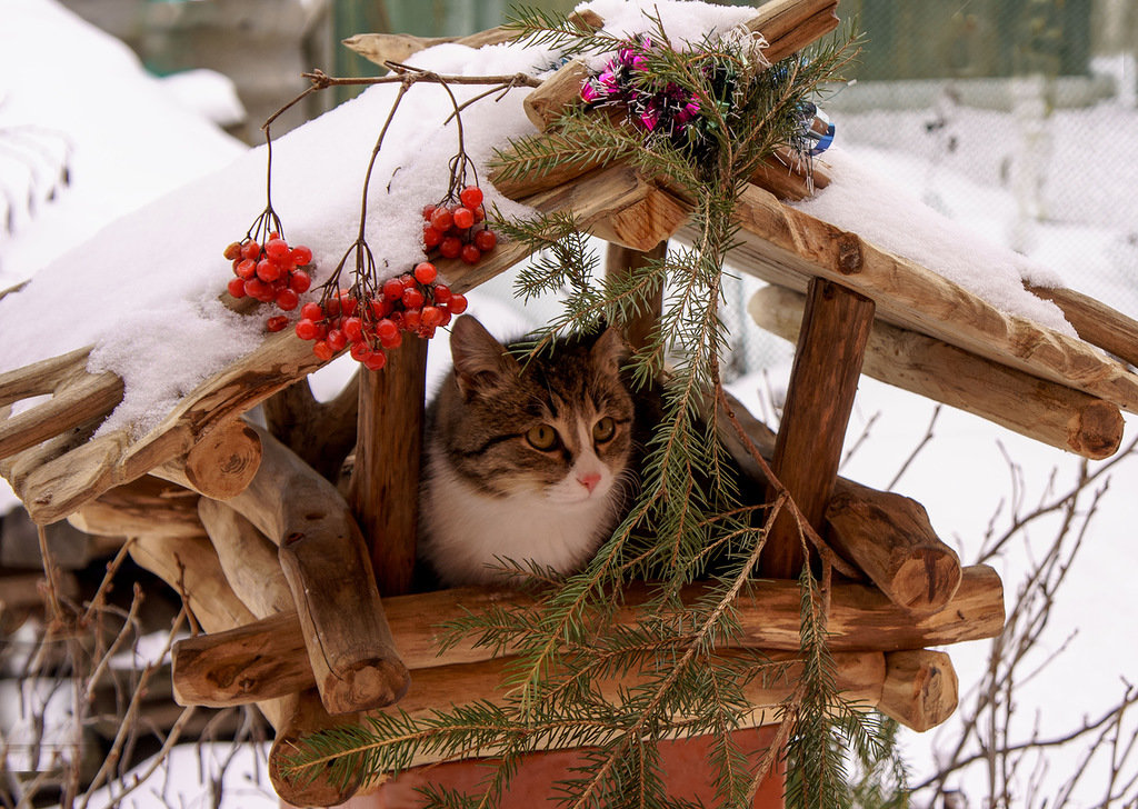 кот зима уют картинки фото
