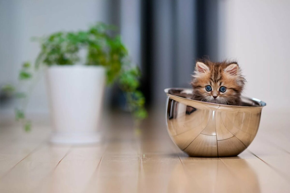 котенок в кружке картинка фото