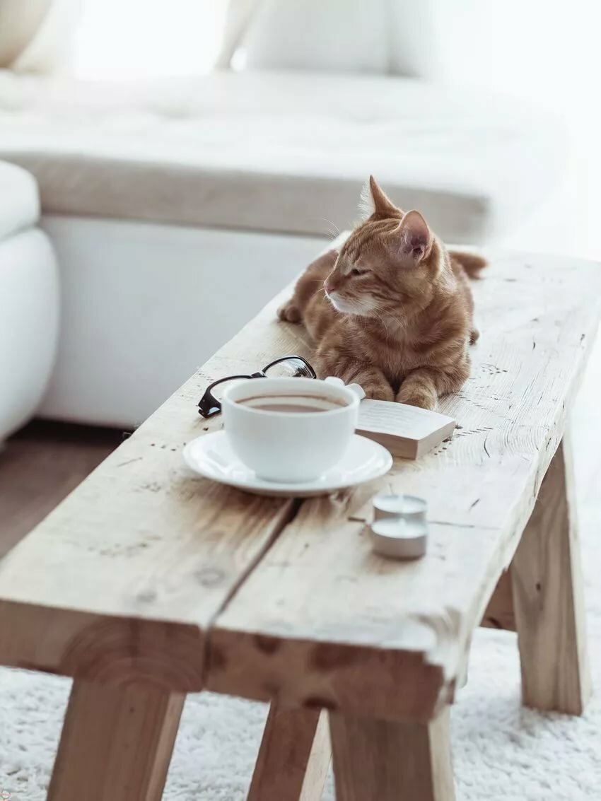 котики и кофе картинки фото