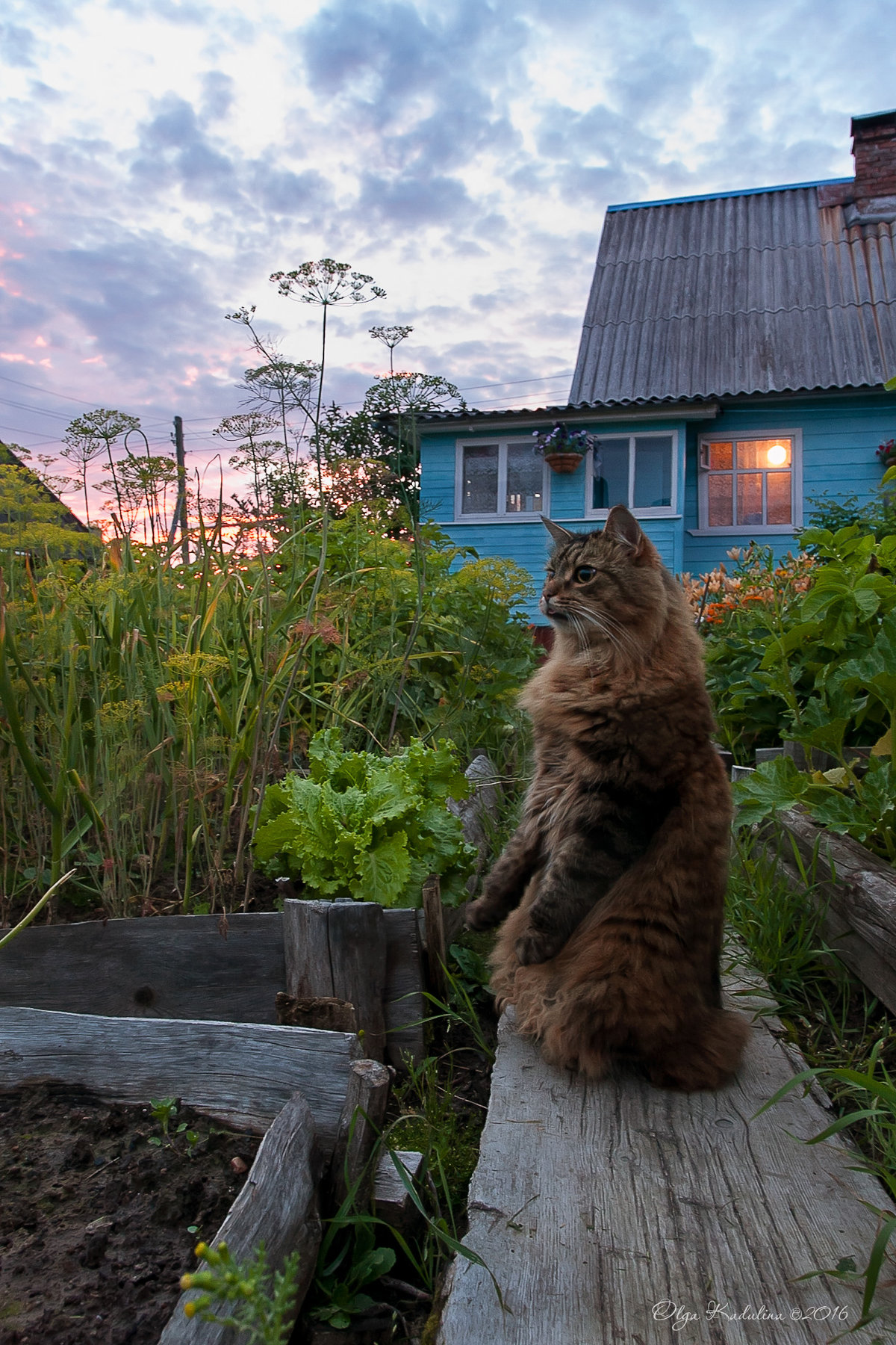 котики на даче фото