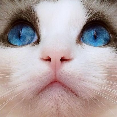 котики цветными глазами фото