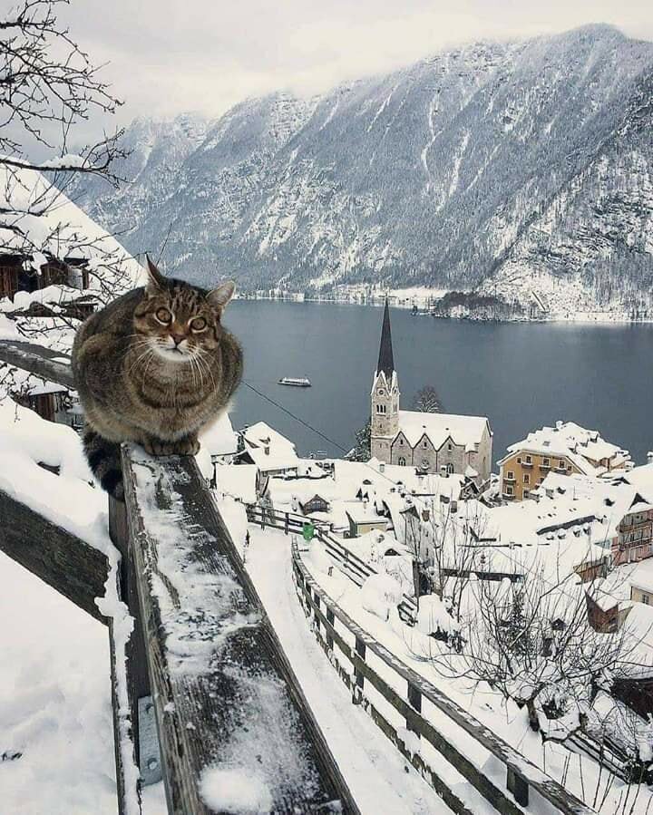 коты австрия фото