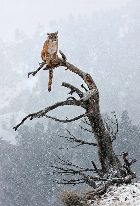 коты на дереве зима фото