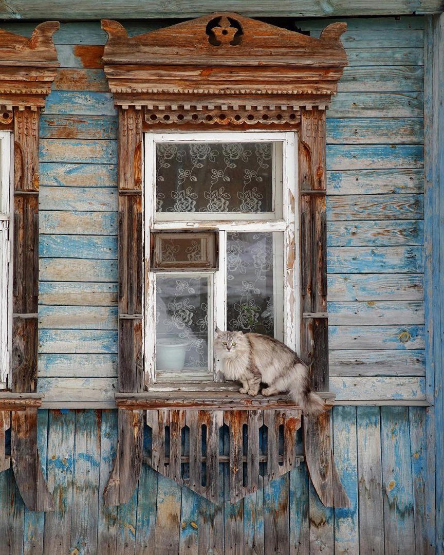коты в деревенских окнах фото