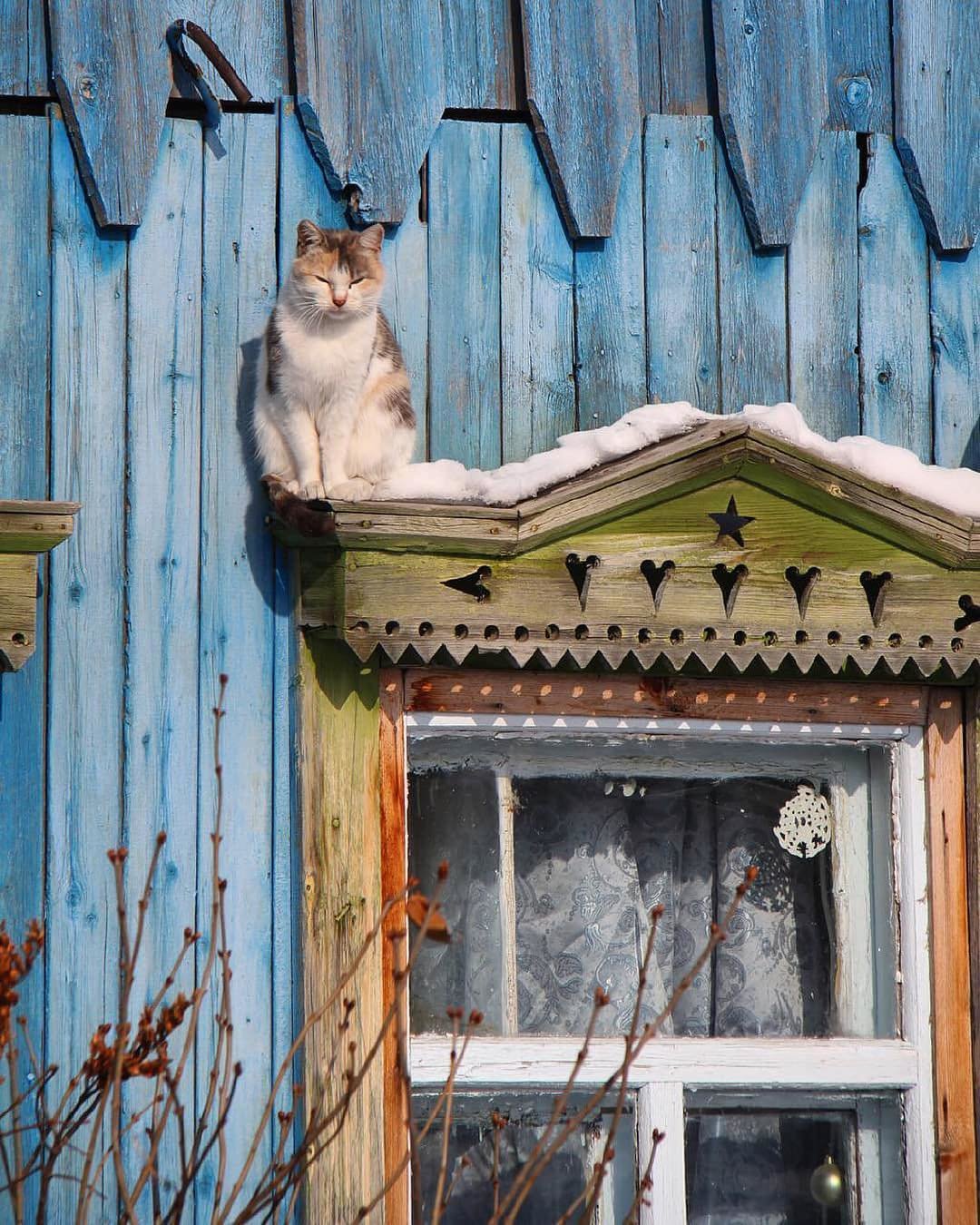 коты в деревенских окнах фото