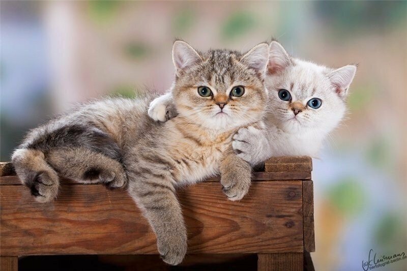 котята фото