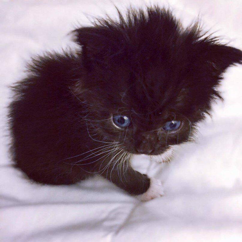 котята фото
