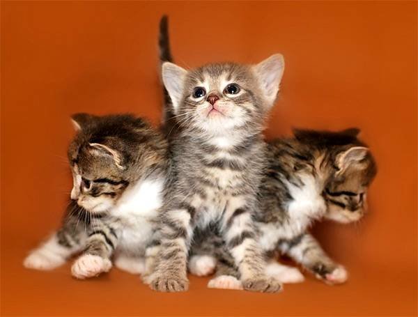 котята фото