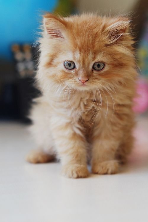 котята фото няшные фото