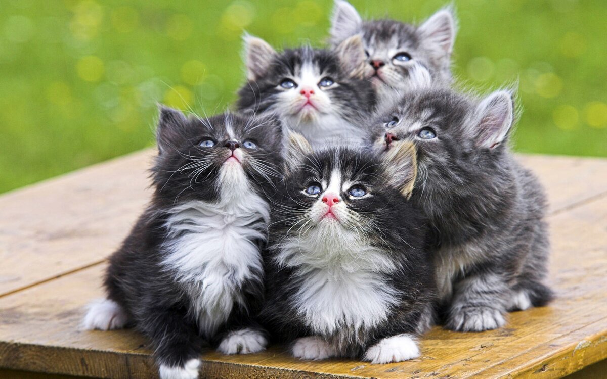котятки фото