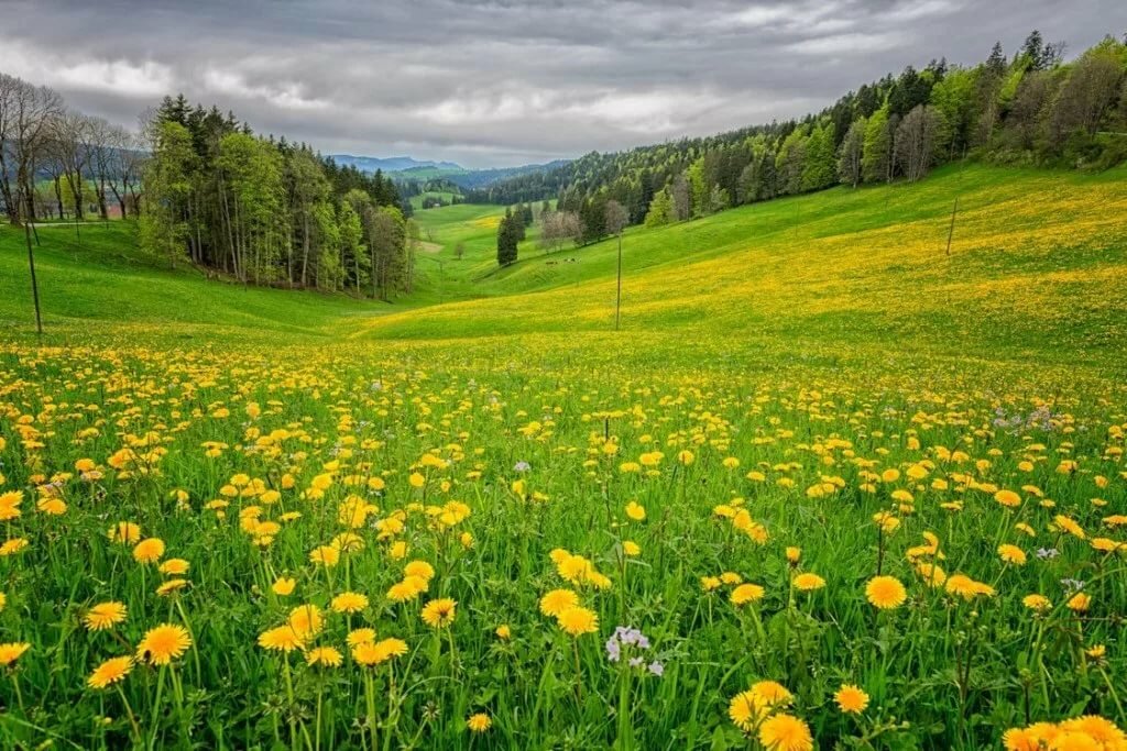 красивые картинки луга фото
