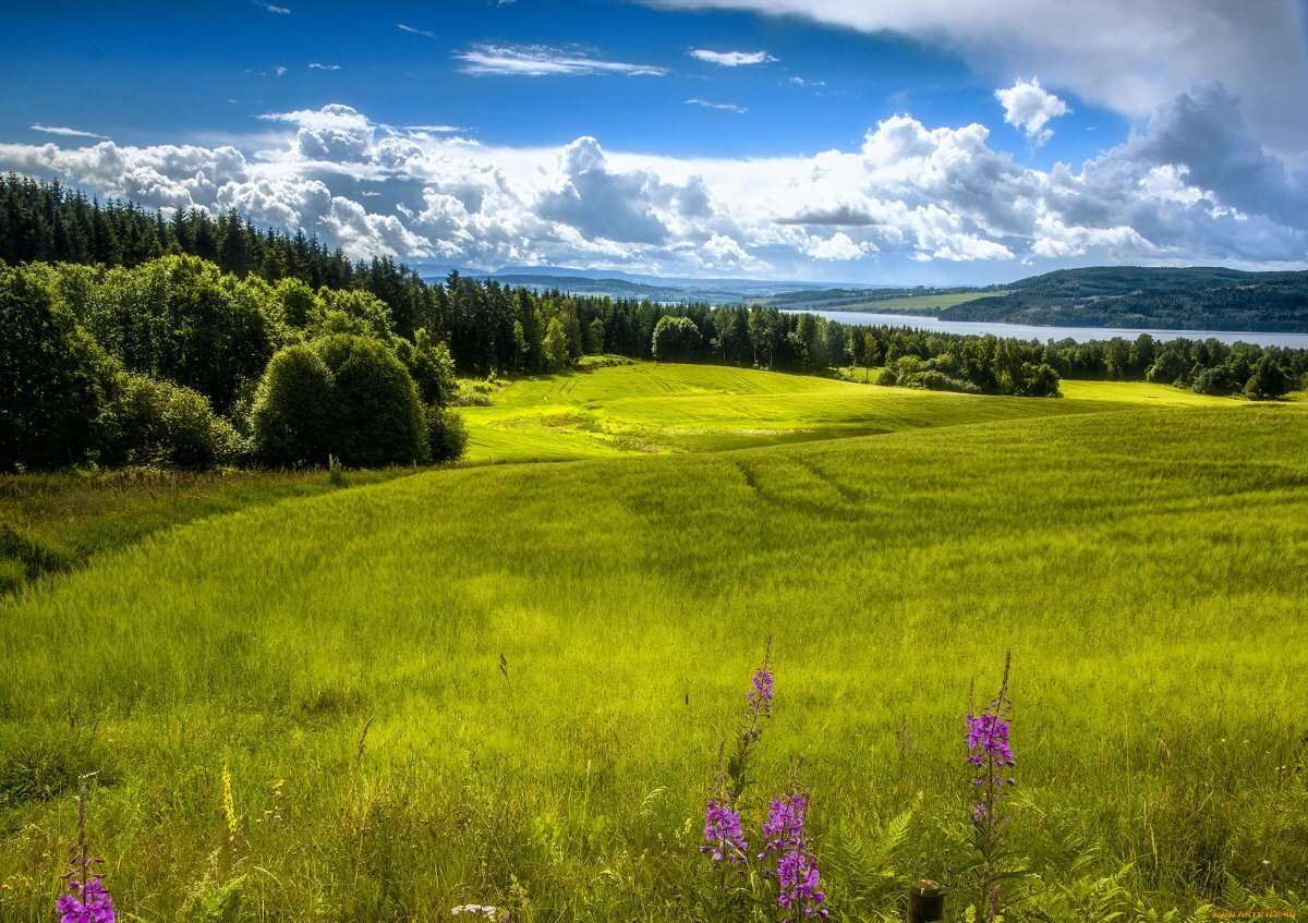 красивые картинки луга фото